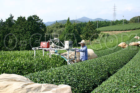 Shizuoka Green Tea Harvest